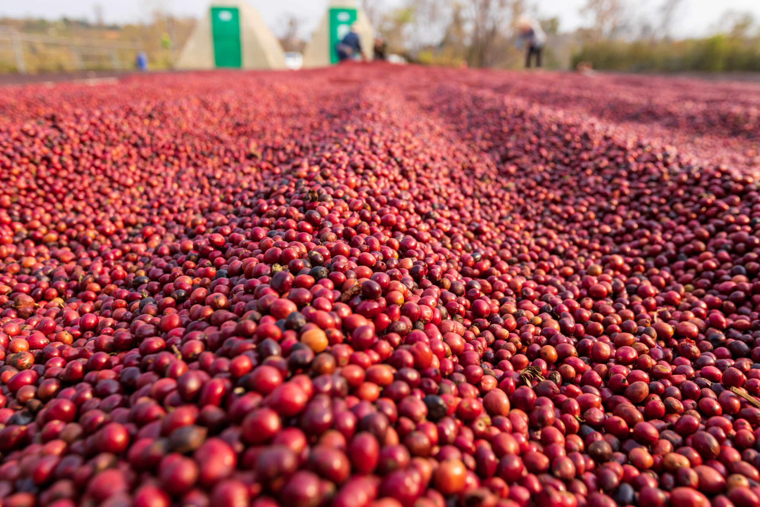 Coffee Beans Drying In The Sun. Coffee Plantations At Coffee Far