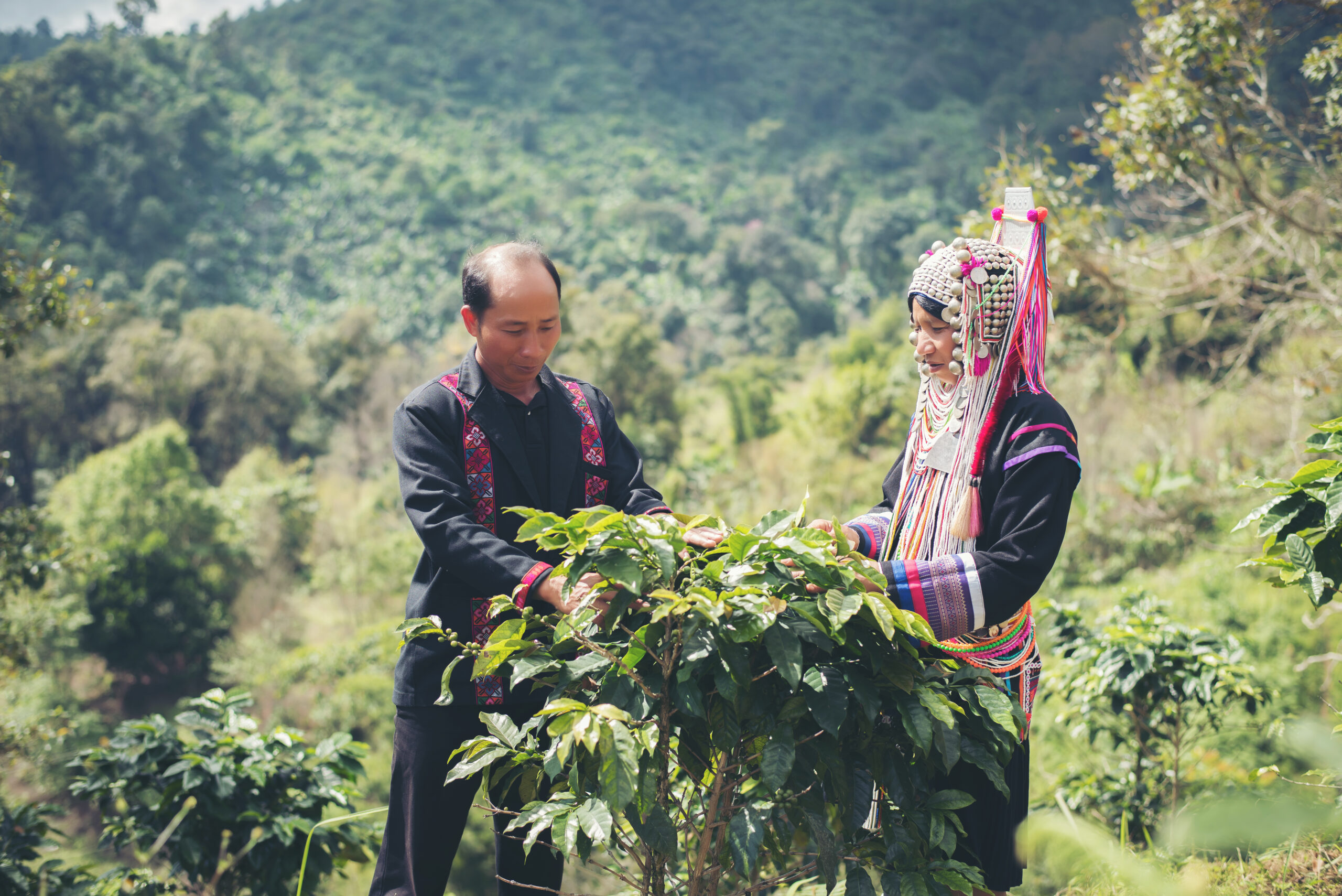 Farmer Coffee Is Harvesting Coffee Berries In Coffee Farm.