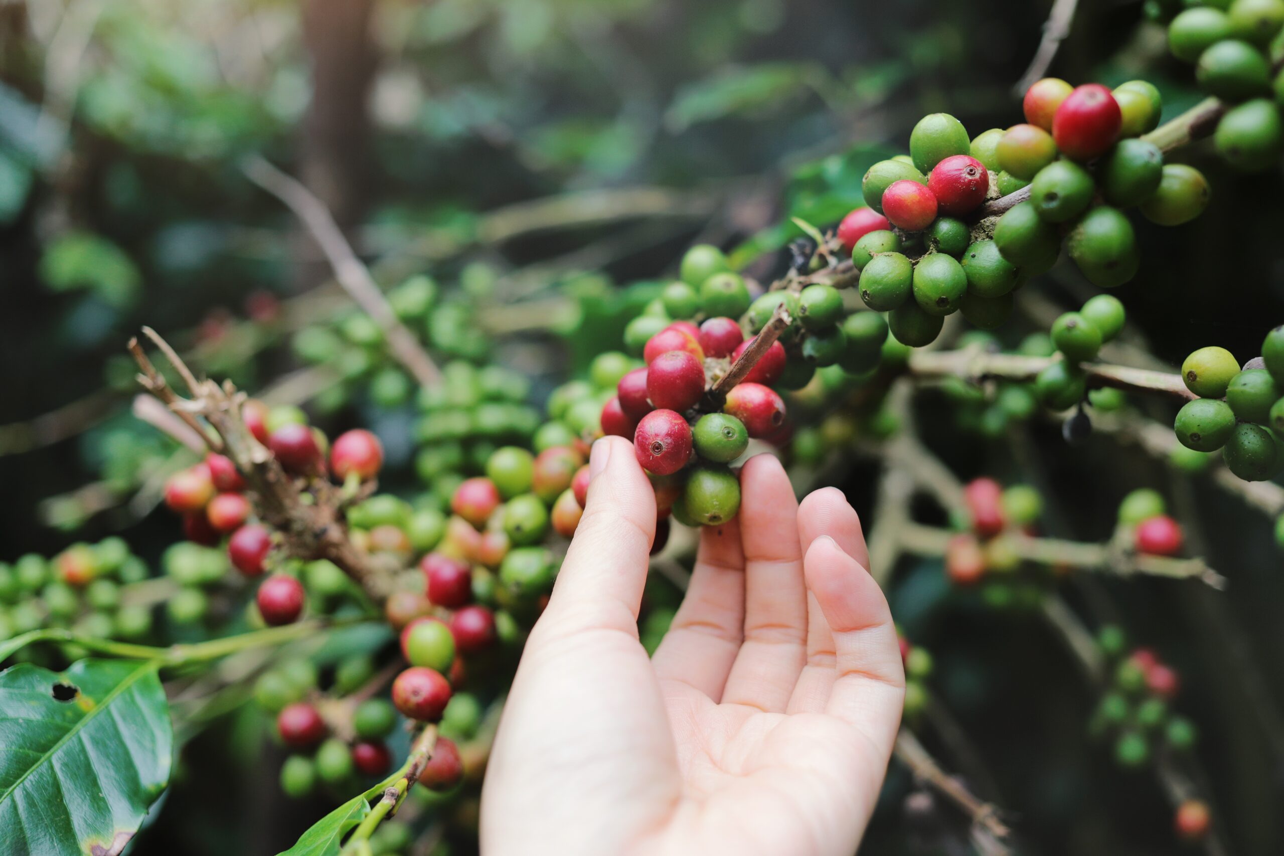 Hand Picking Coffee Beans From Coffee Plant Tree 2022 11 01 02 38 44 Utc