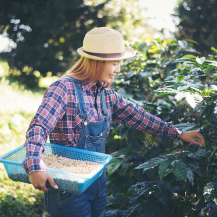 Woman Hand Is Harvesting The Coffee Beans, Picking Coffee Bean F