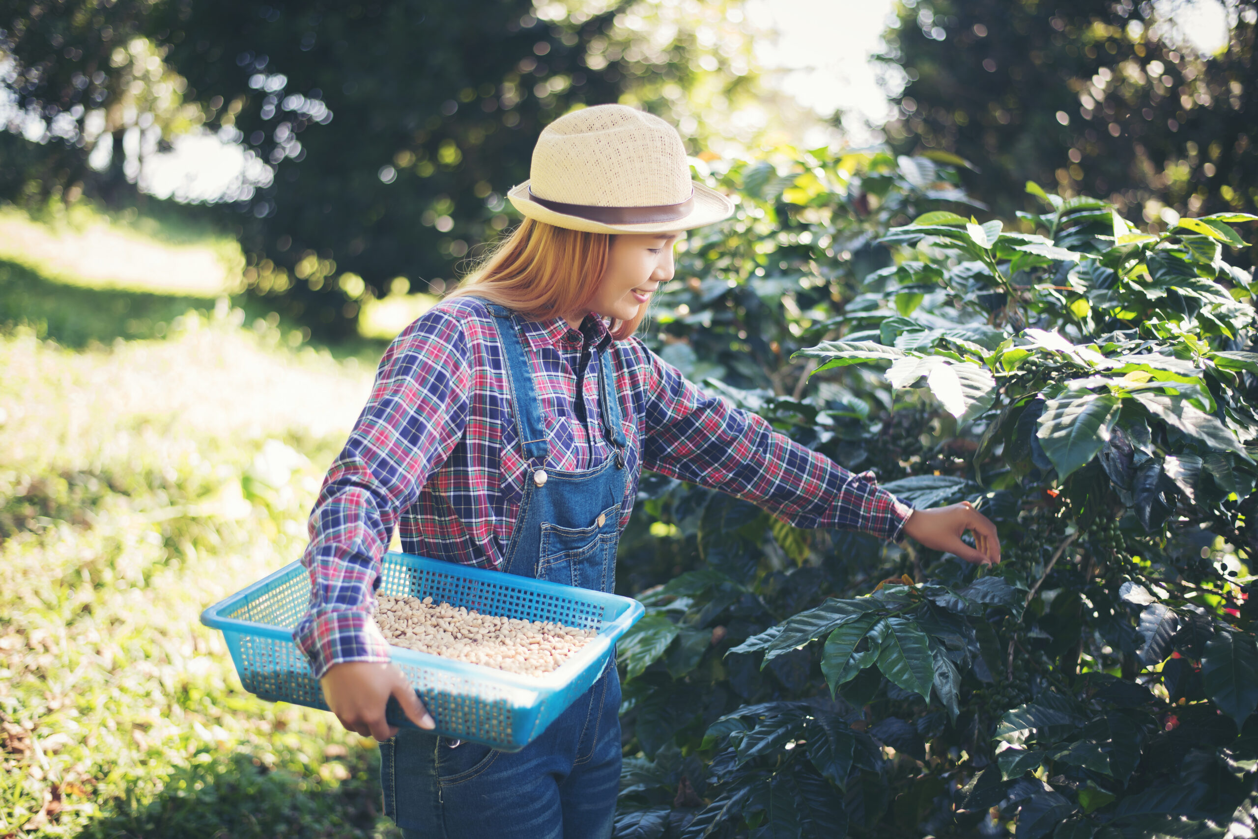 Woman Hand Is Harvesting The Coffee Beans, Picking Coffee Bean F