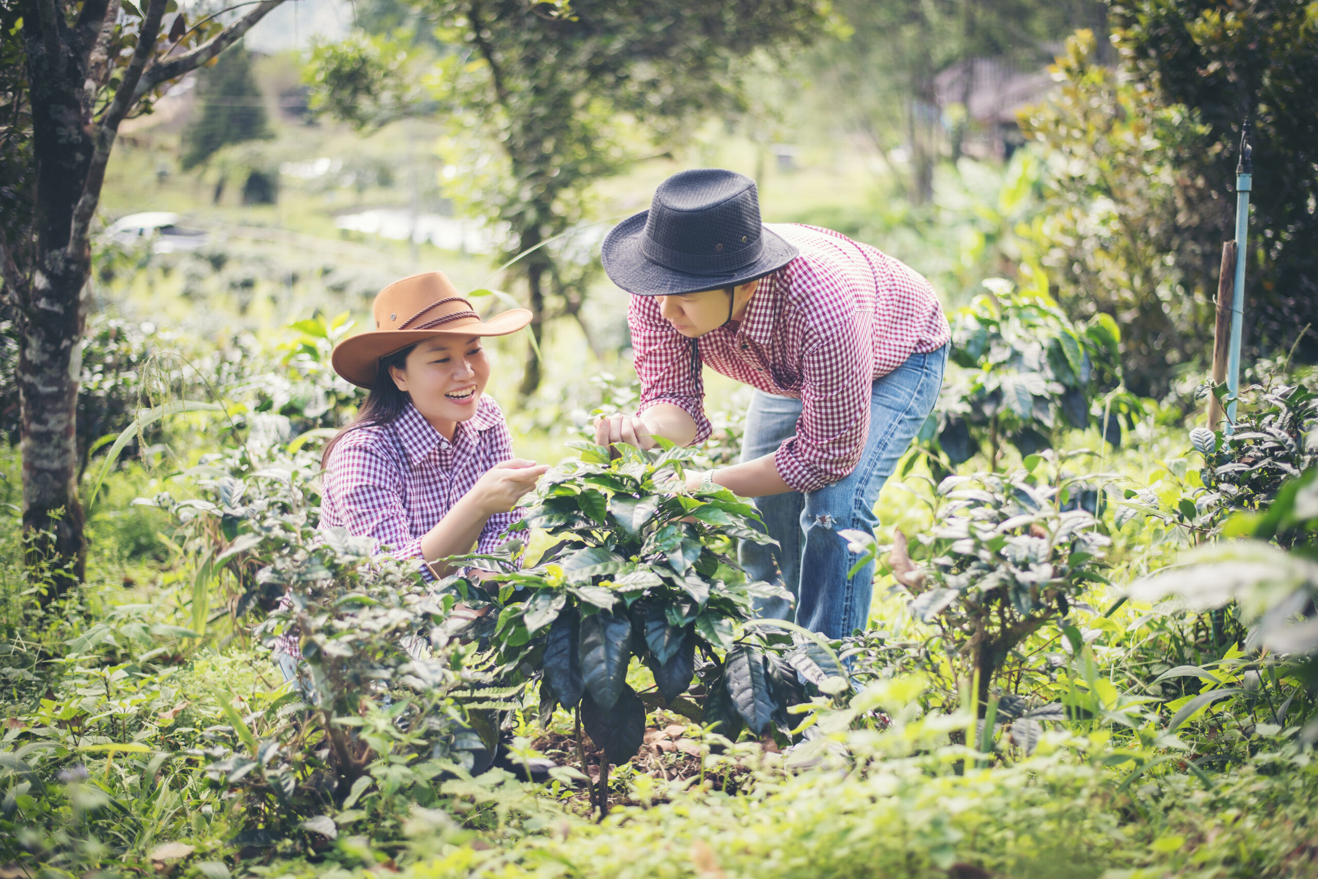 Young Farmer Coffee Is Harvesting Coffee Berries In Coffee Farm.