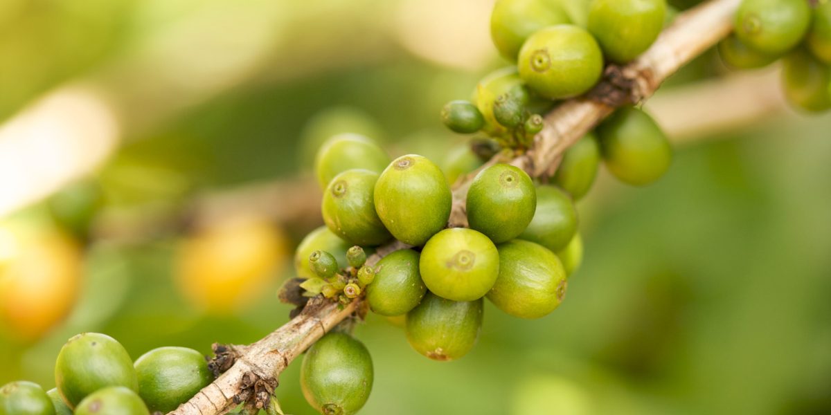 Coffee Beans On The Branch In Kauai, Hawaii