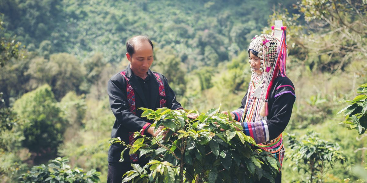 Farmer Coffee Is Harvesting Coffee Berries In Coffee Farm.
