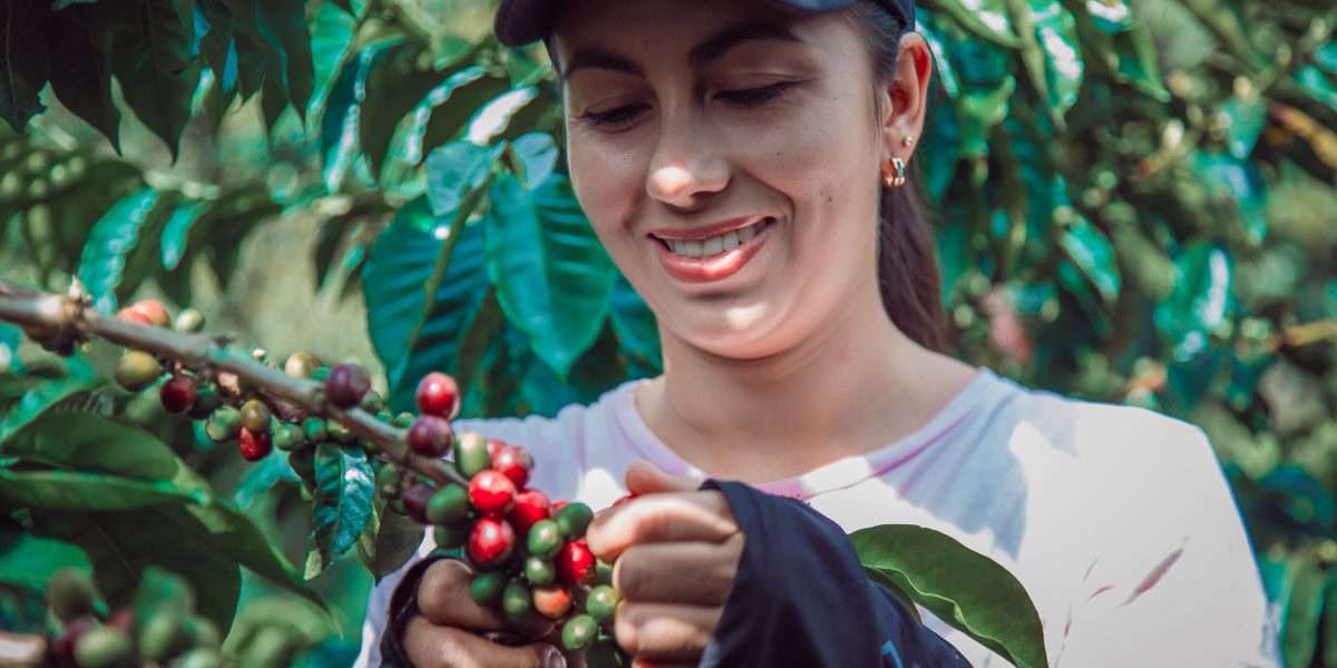 Hispanic Female Farmer Harvesting Coffee In The Farm