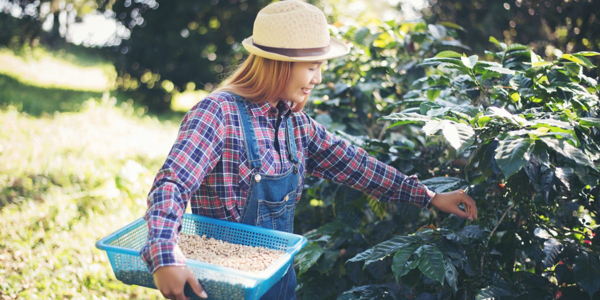 Woman Hand Is Harvesting The Coffee Beans, Picking Coffee Bean F