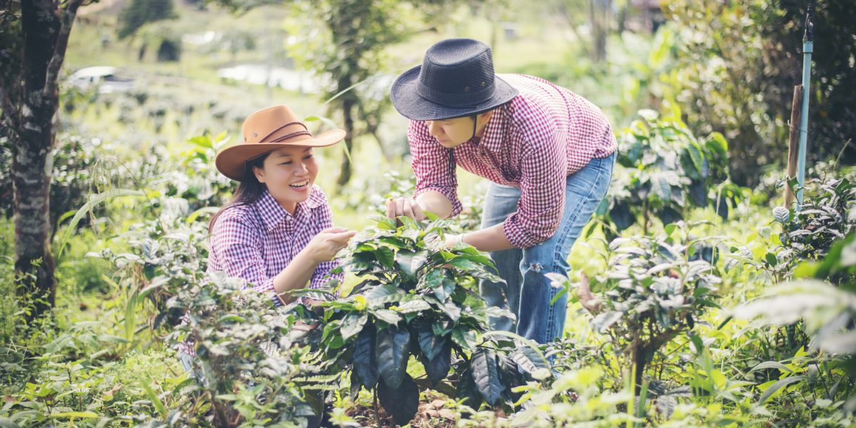 Young Farmer Coffee Is Harvesting Coffee Berries In Coffee Farm.